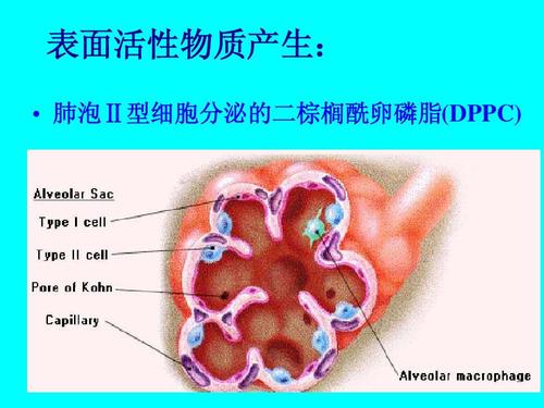 肺泡是由什么组成的? - 诊断