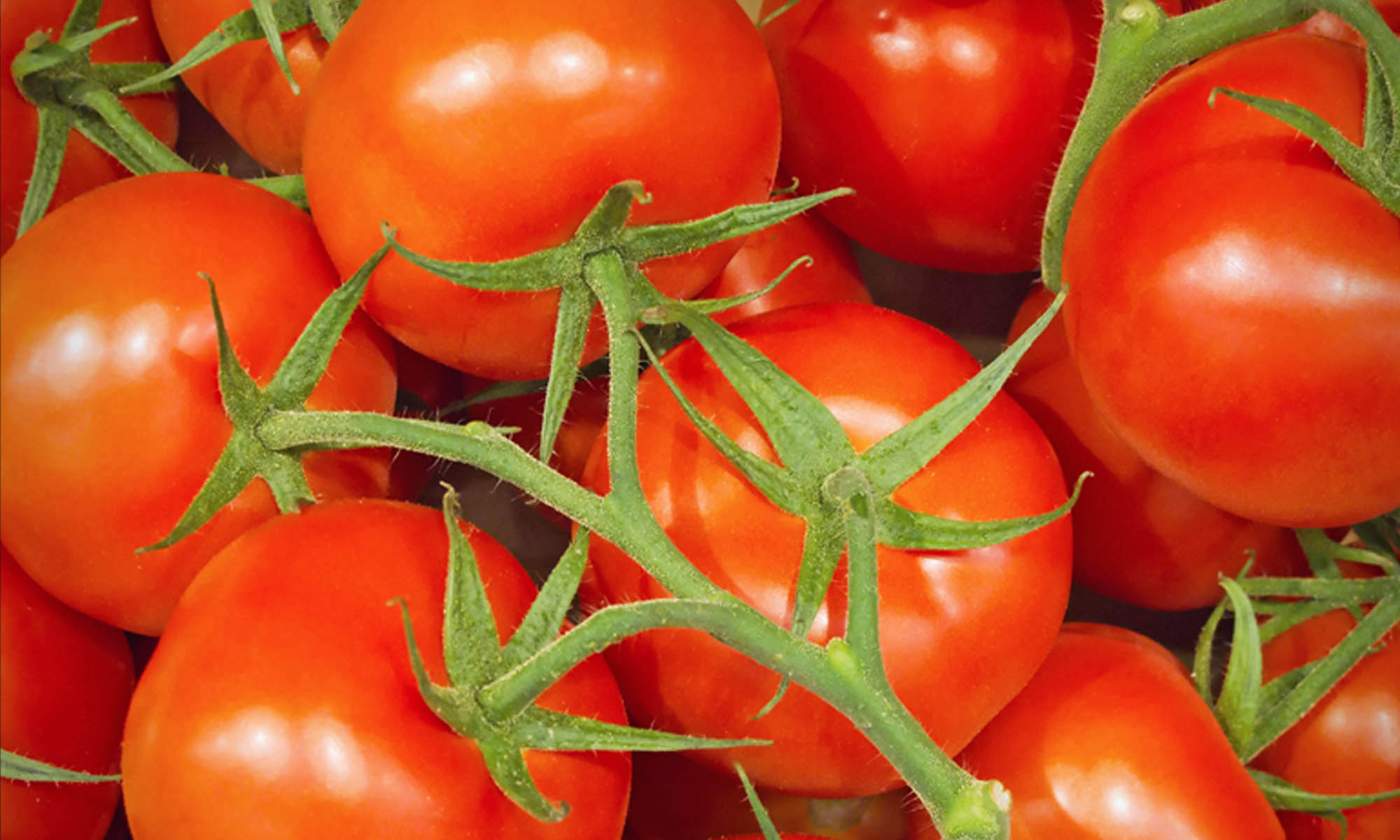 Tomatoes.jpg