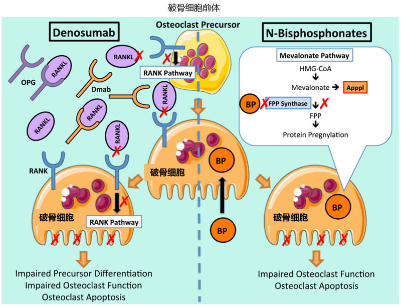 骨改良药物治疗作用机制-1.png