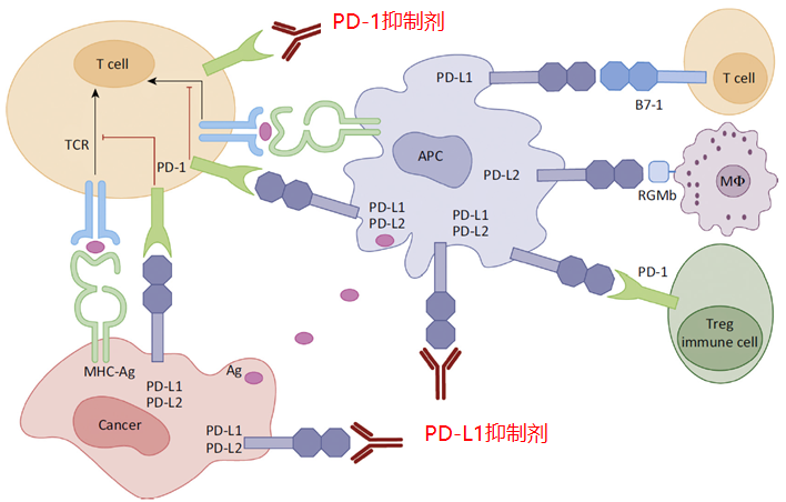 PD-1/PD-L1抑制剂的作用机制-1.png