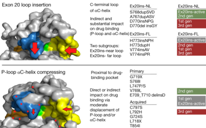 EGFR PACC突变-2.png