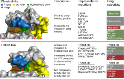 EGFR PACC突变-1.png