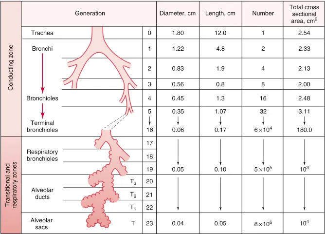 airwayclassification.png